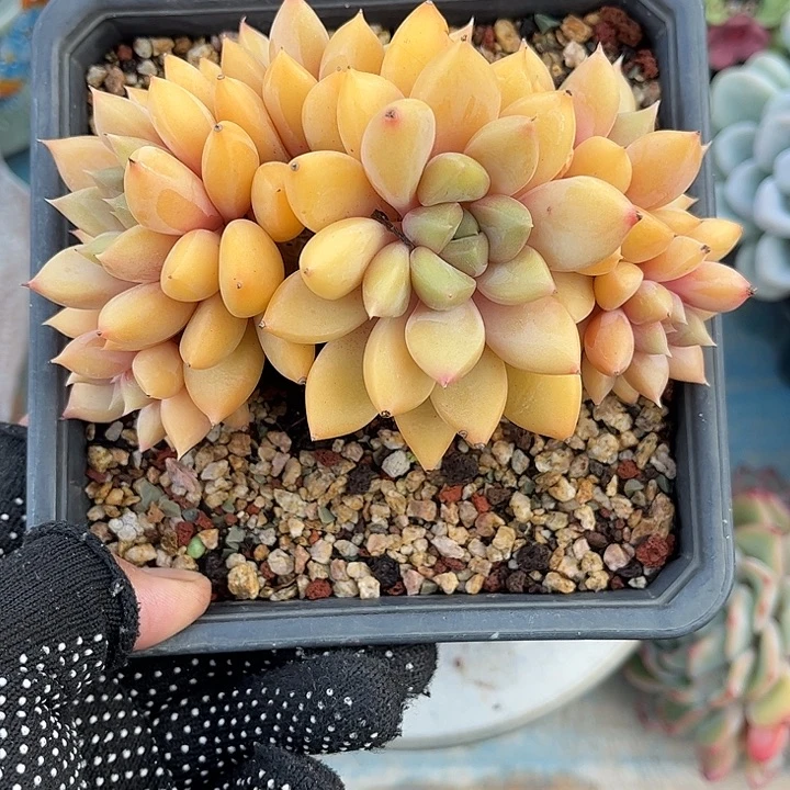 多肉植物一物一拍