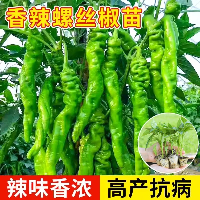 大果香辣螺丝椒苗秧线椒七彩魔鬼美人椒种子高产阳台盆栽带土四季