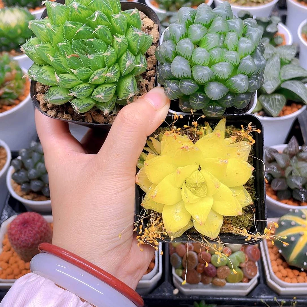 水晶莲，黄金，冰灯，原盆