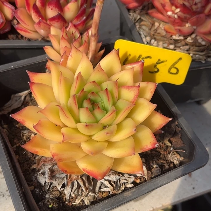 欣***欣1556多肉8888899888808