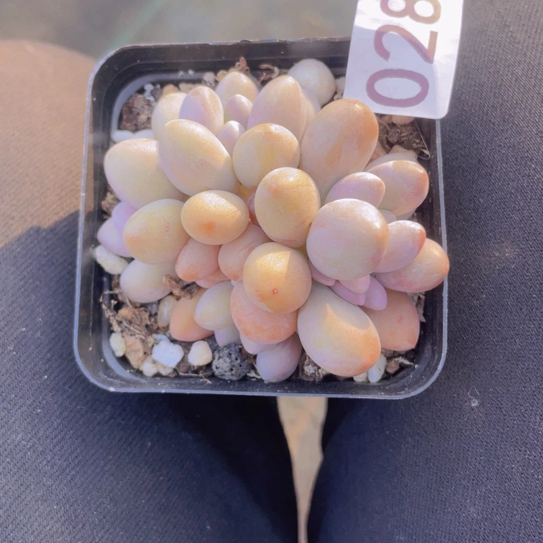 清*多肉植物多肉植物