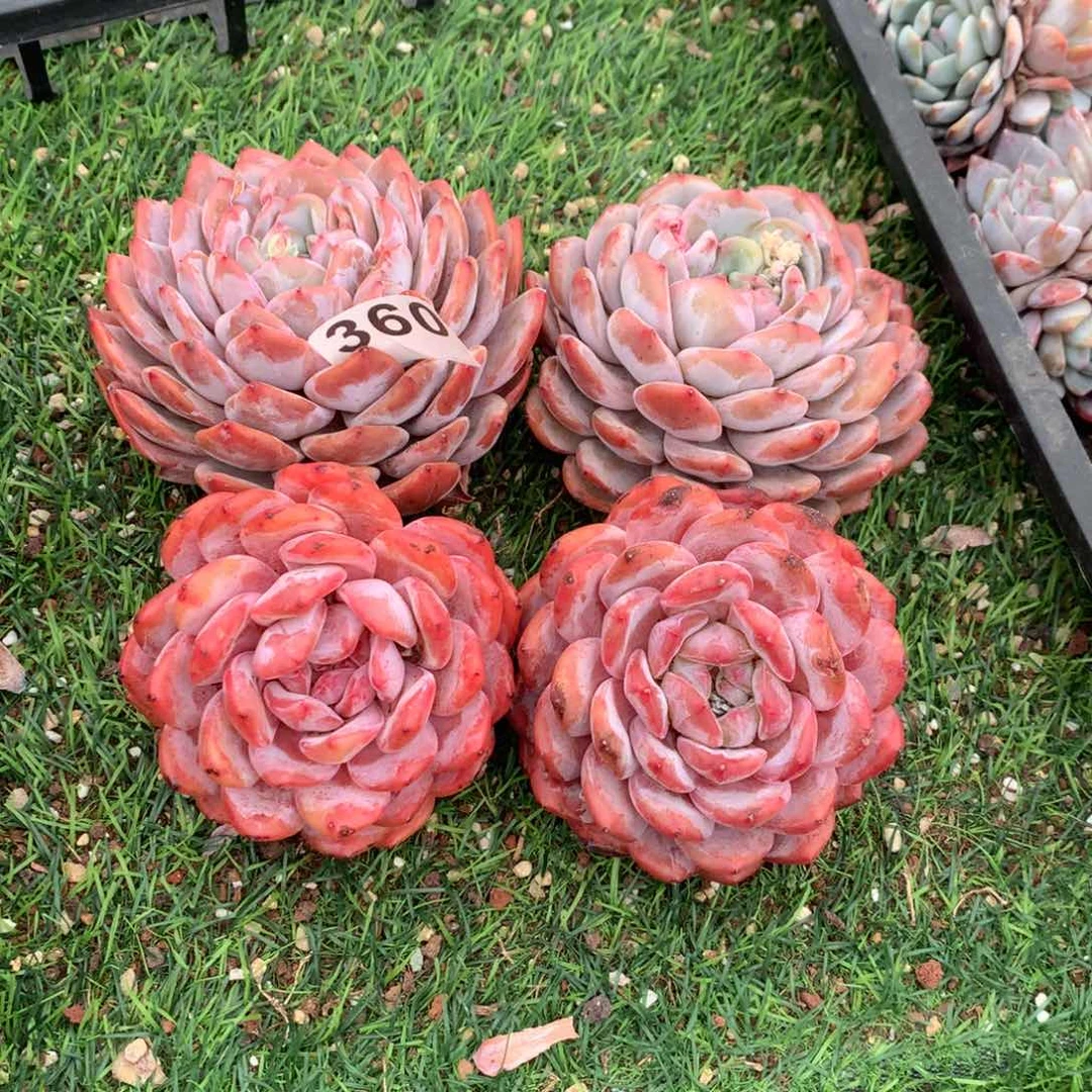 360橙子多肉植物有伤