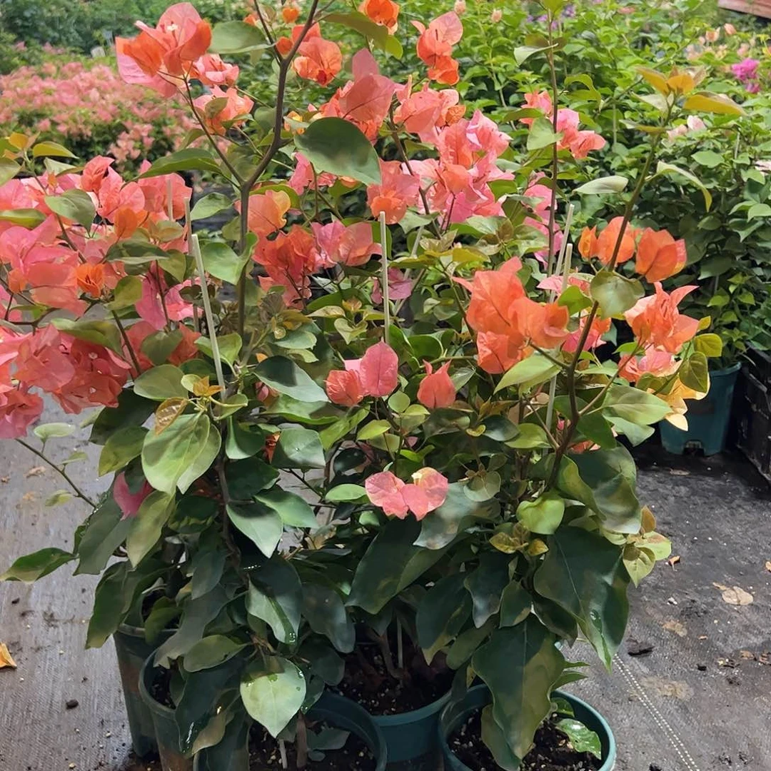 当前无花栽培后可以开花阿达纳一颗