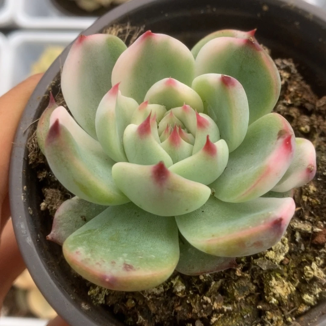 406锦锦锦锦锦锦锦锦锦