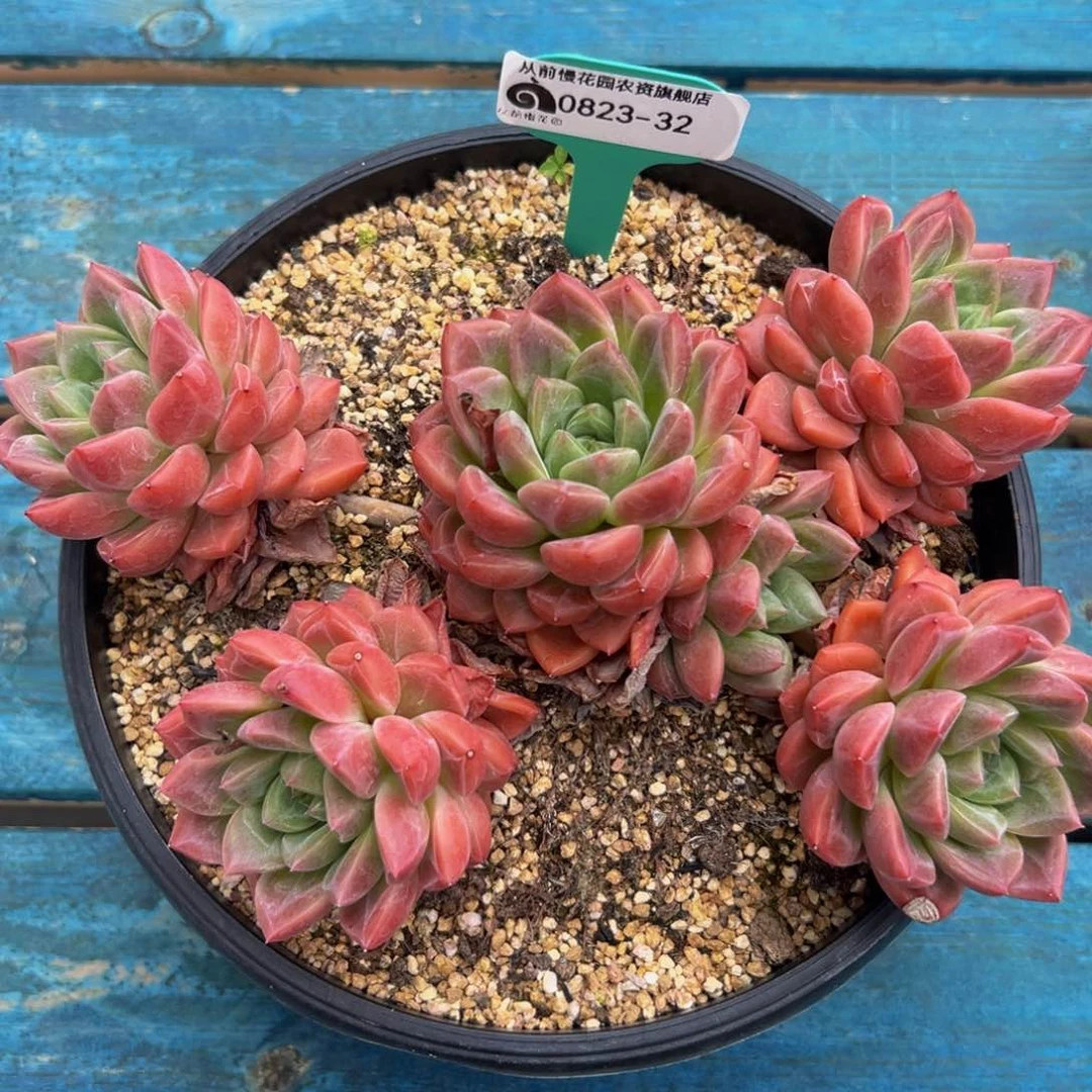 多肉一物一拍0823-32