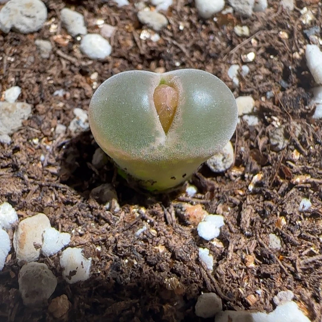 肉锥多肉植物组合-安格1302