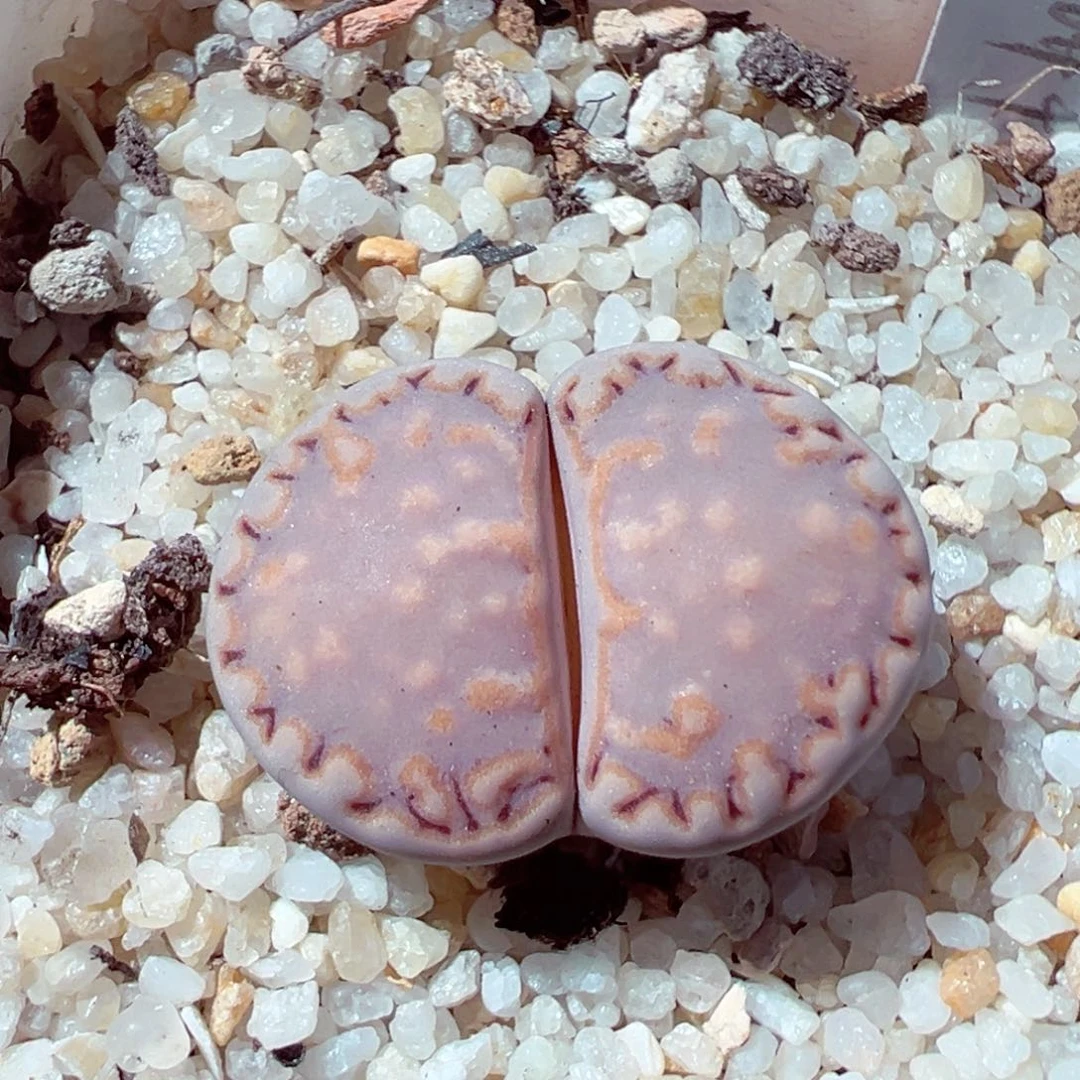 623-299多肉饼干217大2.5cm