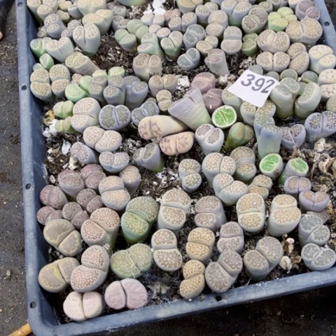 392生石花一物一图如图