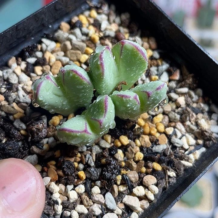 佳人园艺多肉生石花红边少将434