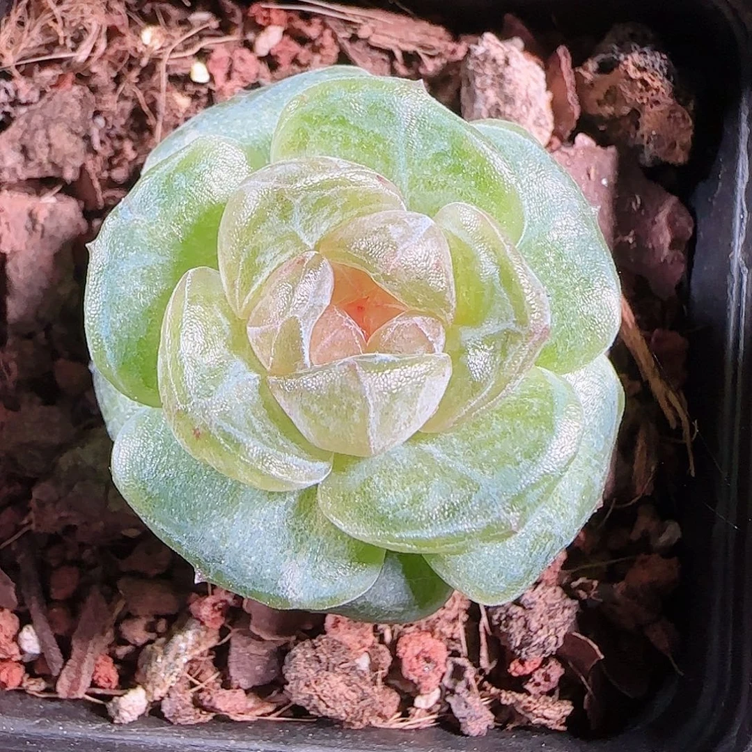 1011--120若画一物一拍