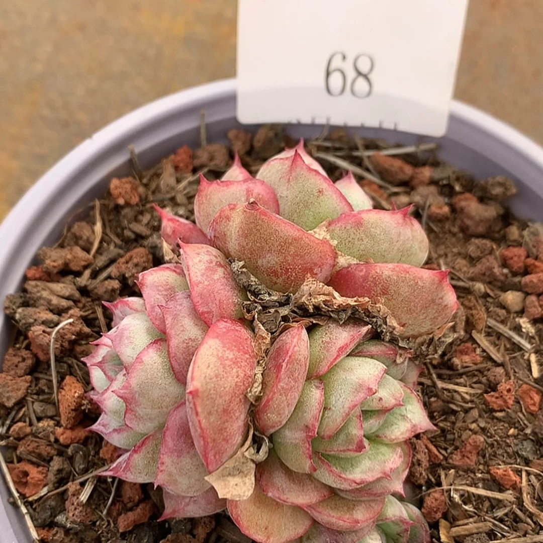 【闪购商品】云68号