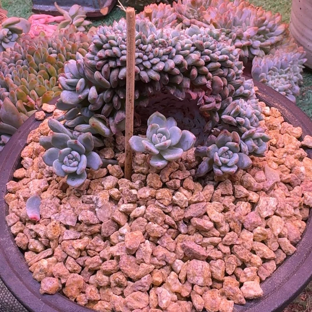 星影树缀无砍多肉