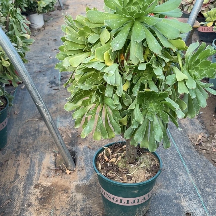 77原始绿法师缀化多肉植物