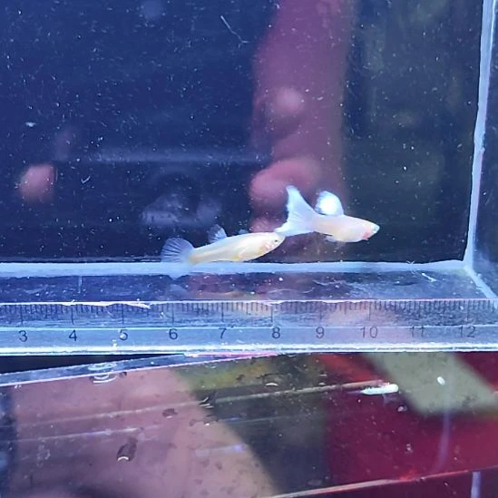 孔雀鱼7拉珠丽紫尾一对