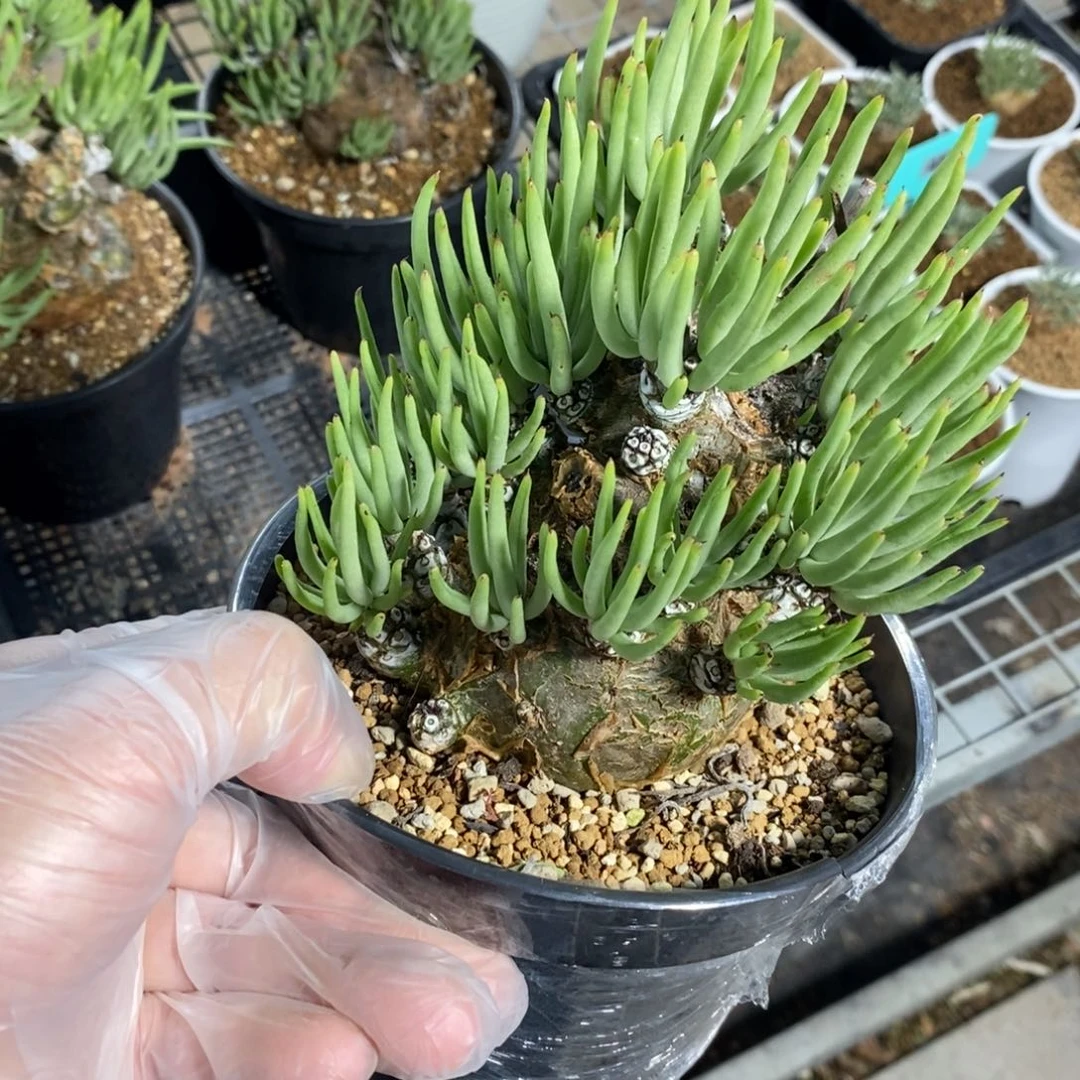 白象多肉植物一个