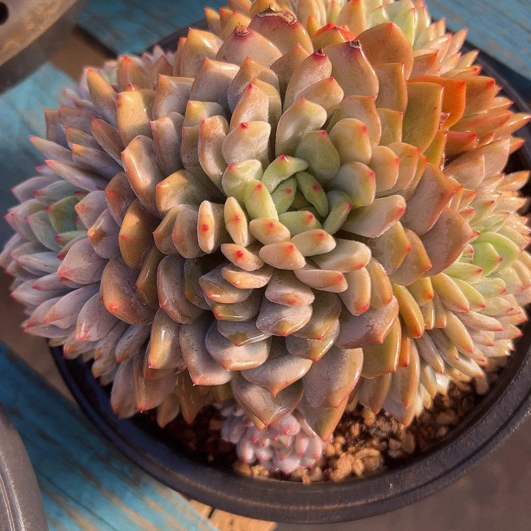 星星橙捧花一物一拍