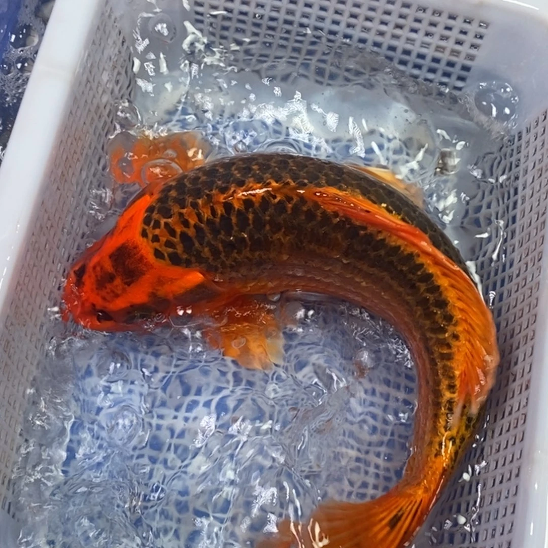 锦鲤冷水锦鲤包邮转