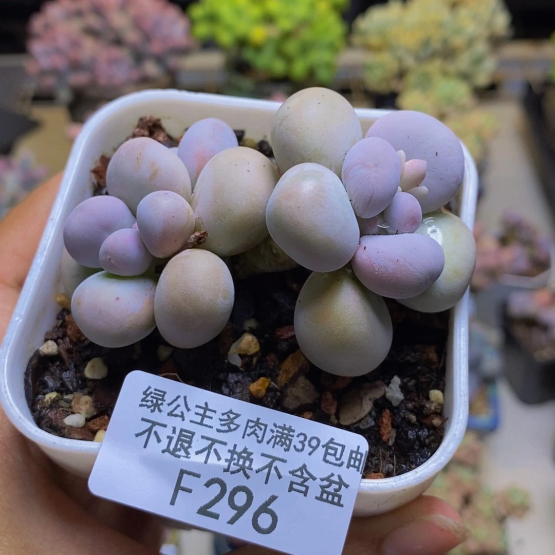 296橙奶多肉肉7cm