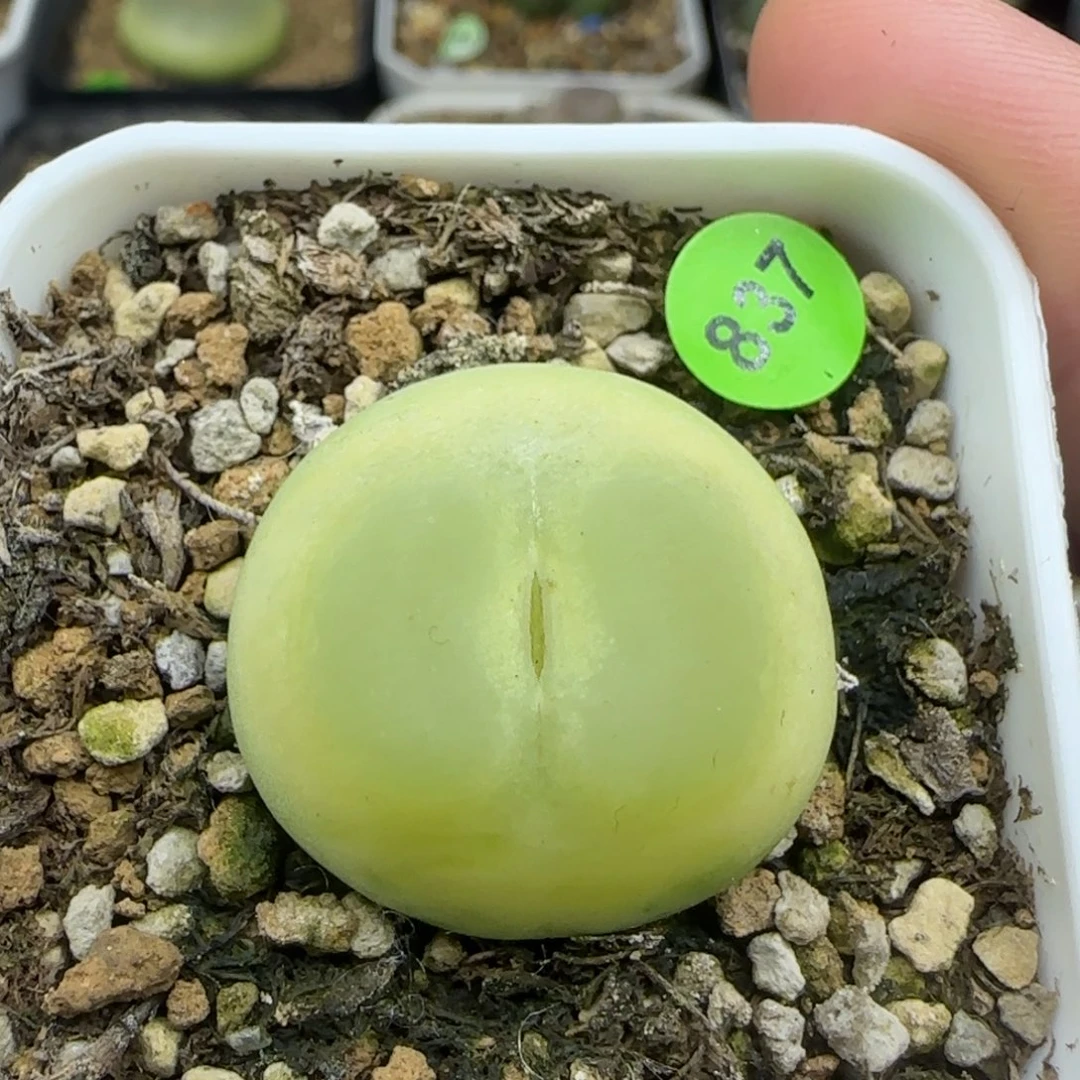 拉登2.5+多肉植物837