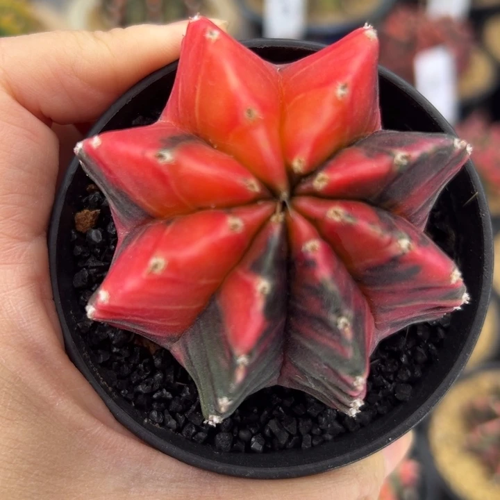 有疤有疤特价特价