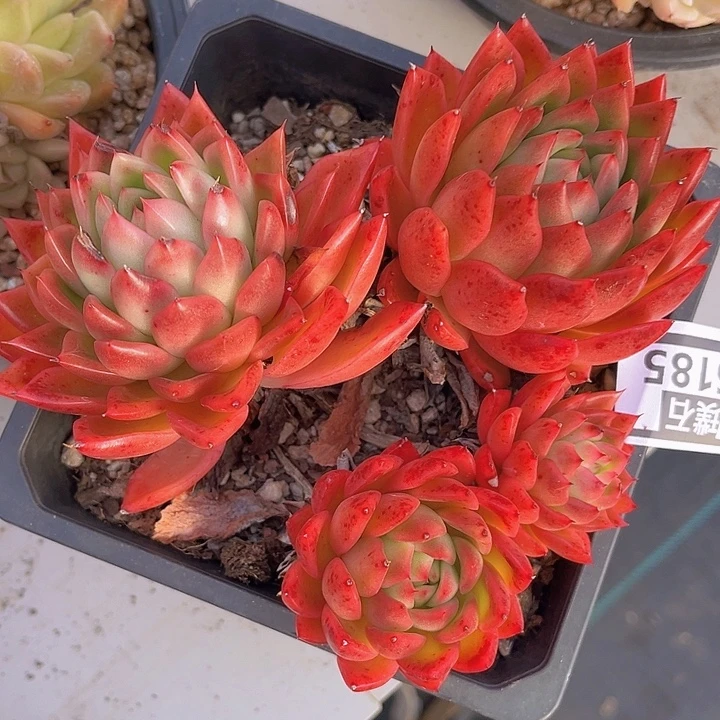 东云杂散群16185多肉植物