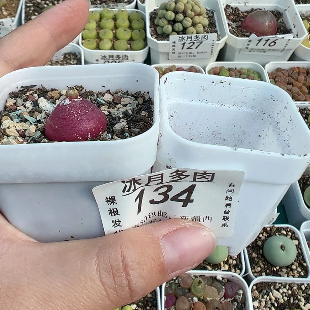 134灯泡和绿豆糕带盆土发货