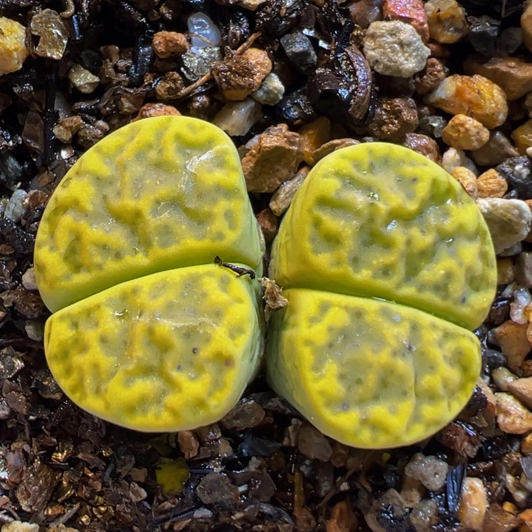 43多肉植物百科知识