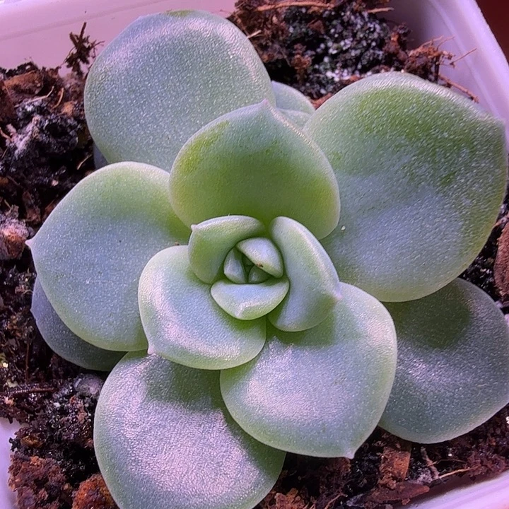 M30叶插苗一物一拍