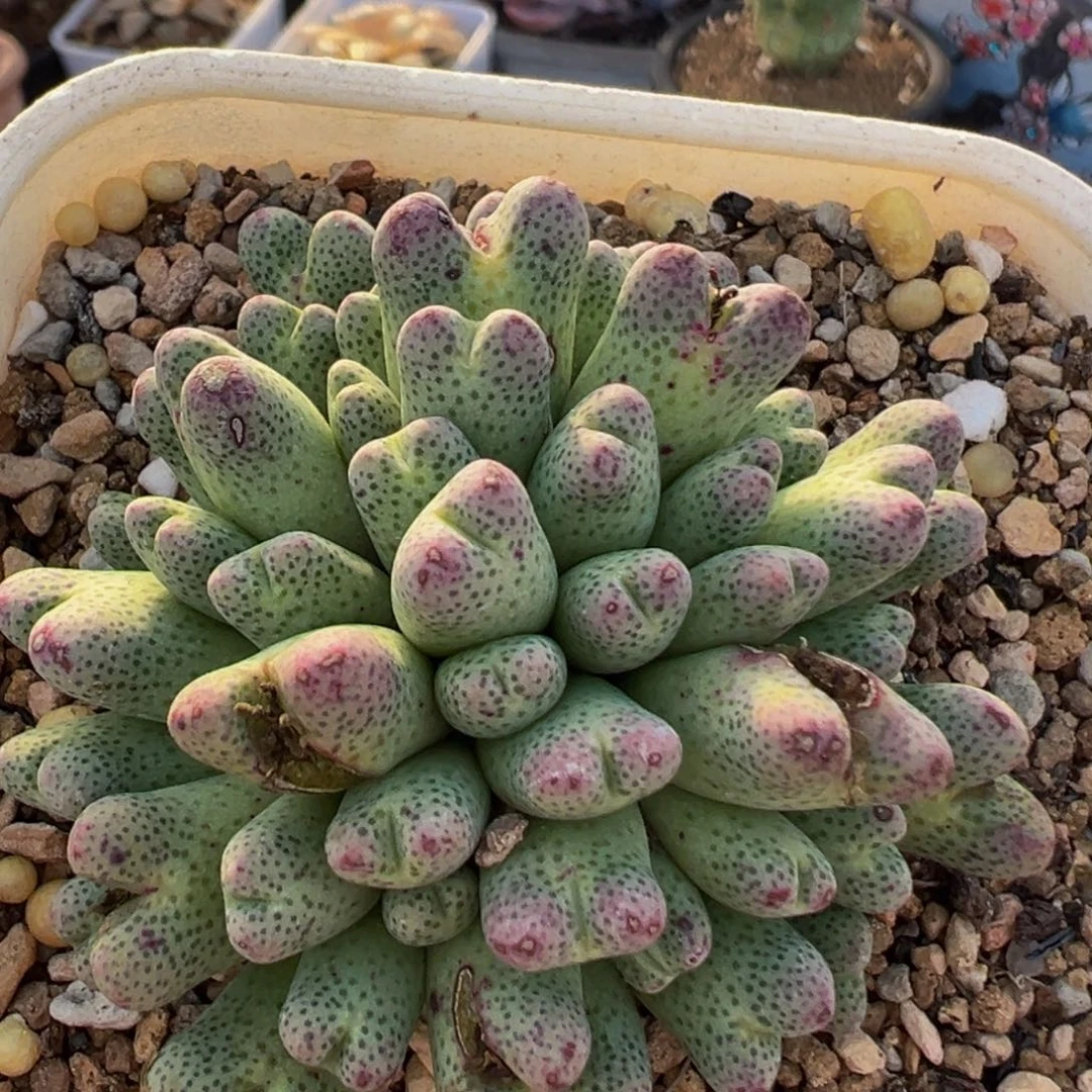 210多肉植物百科植物