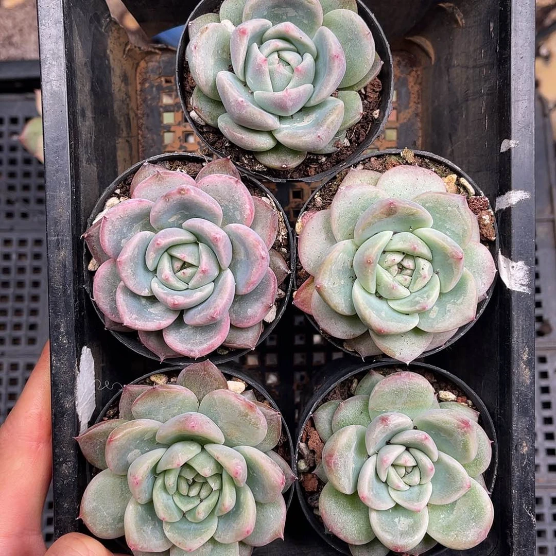 多肉一物一拍4-60