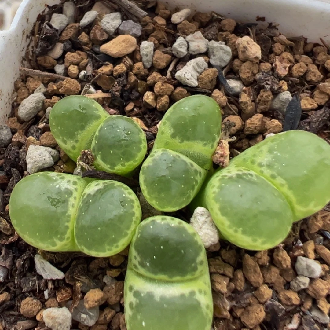 304多肉植物百科植物