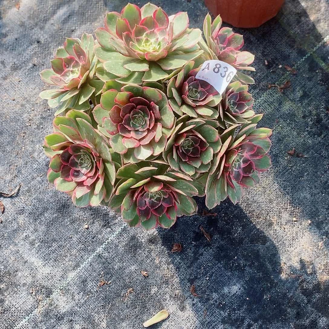 粉花妖836多肉111111