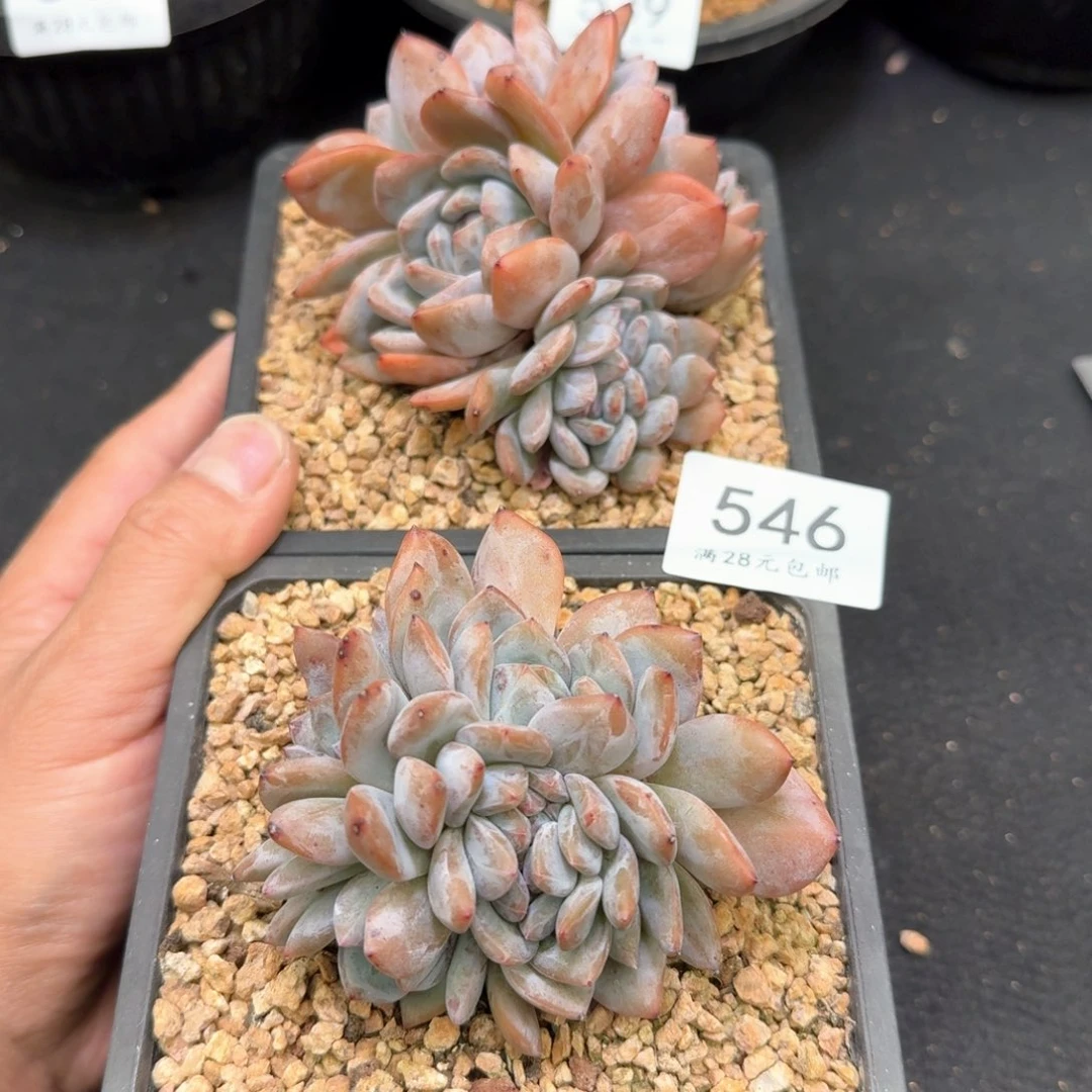 546星影群带缀2颗无砍8-10cm左右