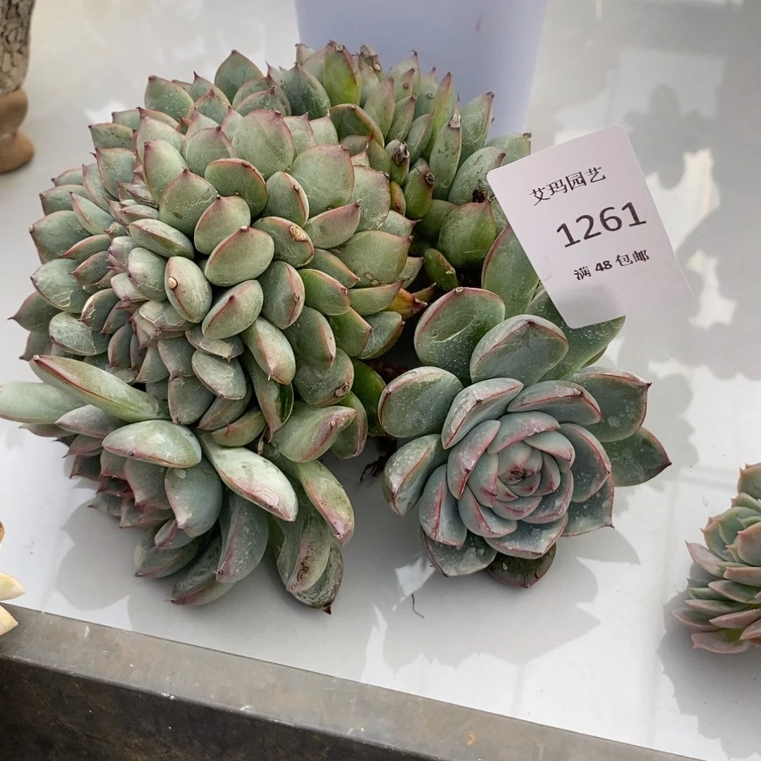 多肉多肉多肉多肉缀化261