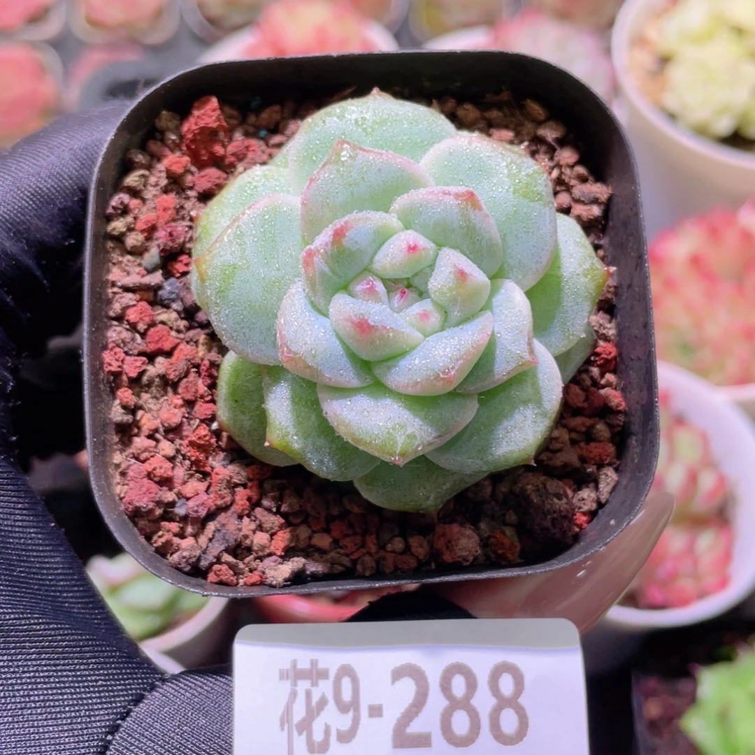 花利美9-288新品单头