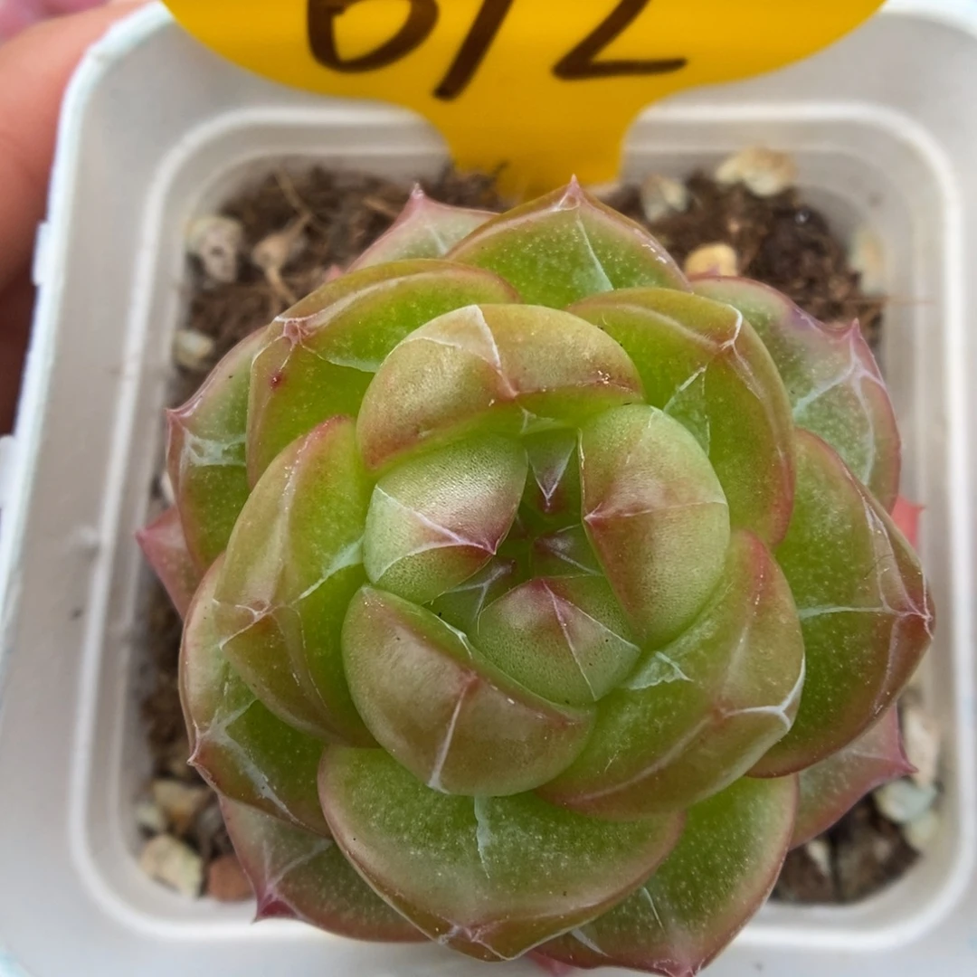 梦之蓝可拍692号。