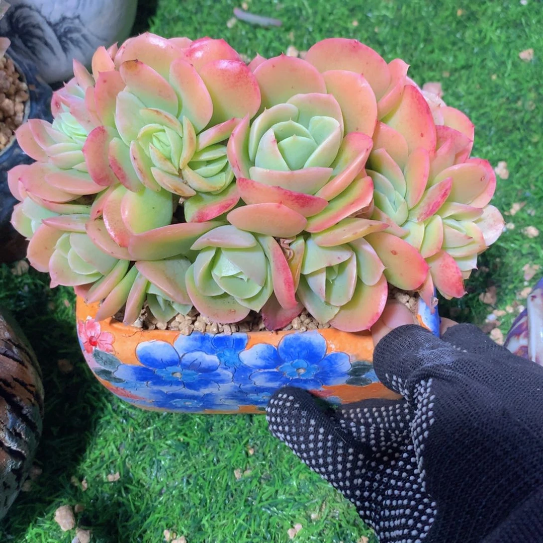 氢****发星纳塔寄养一物一拍