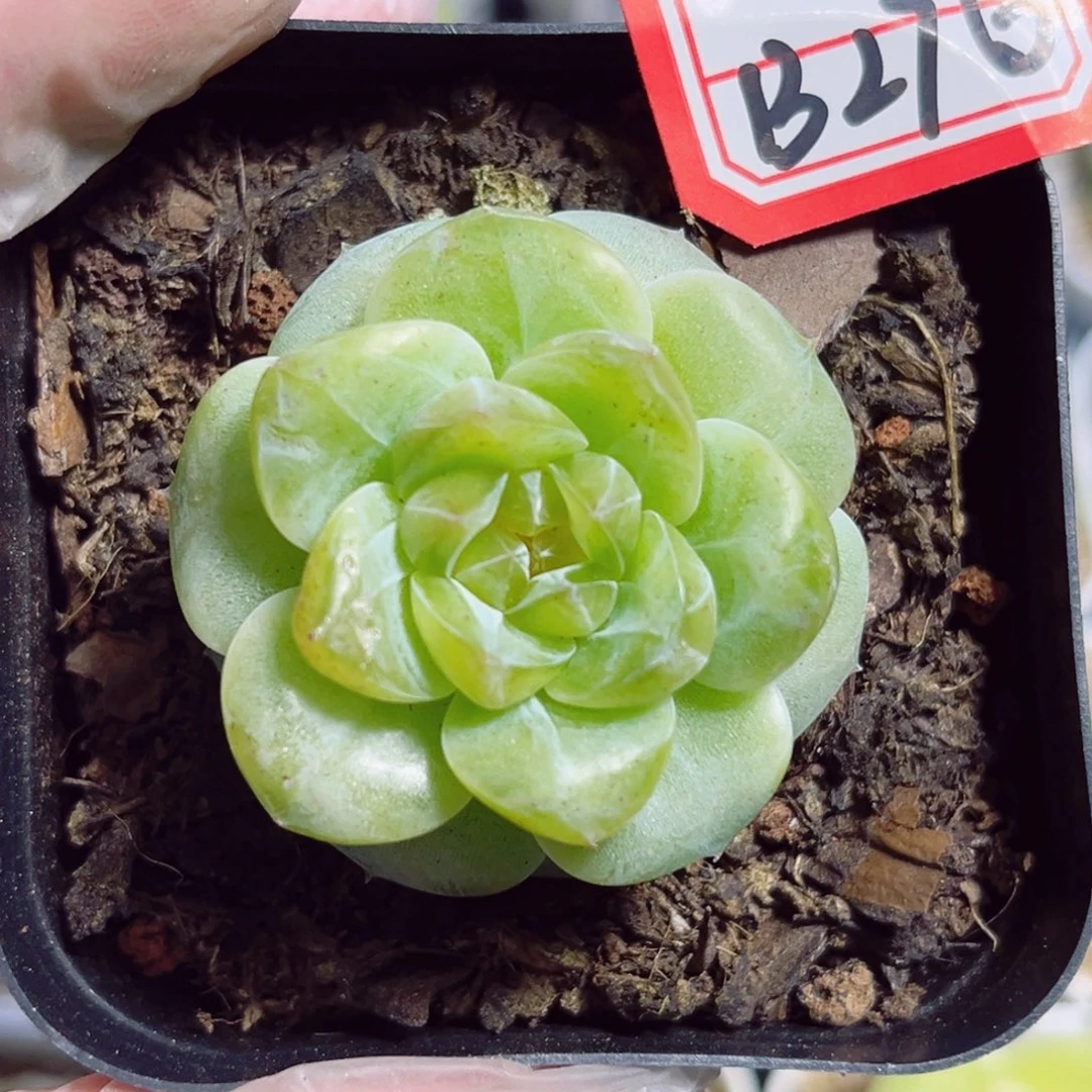 B276 一物一拍 无名