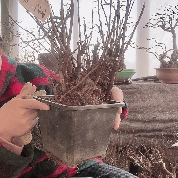 海棠陌*蔷绿宝石海棠花