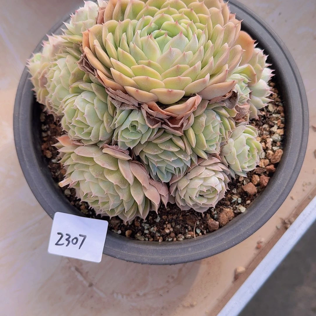 慢***?2307昂斯诺多肉植物