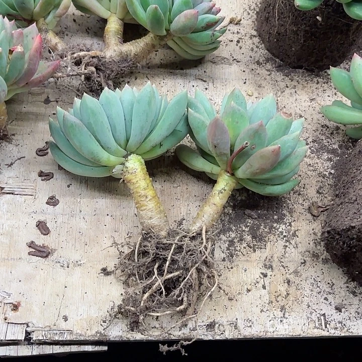 象牙老桩 清货价两头起发