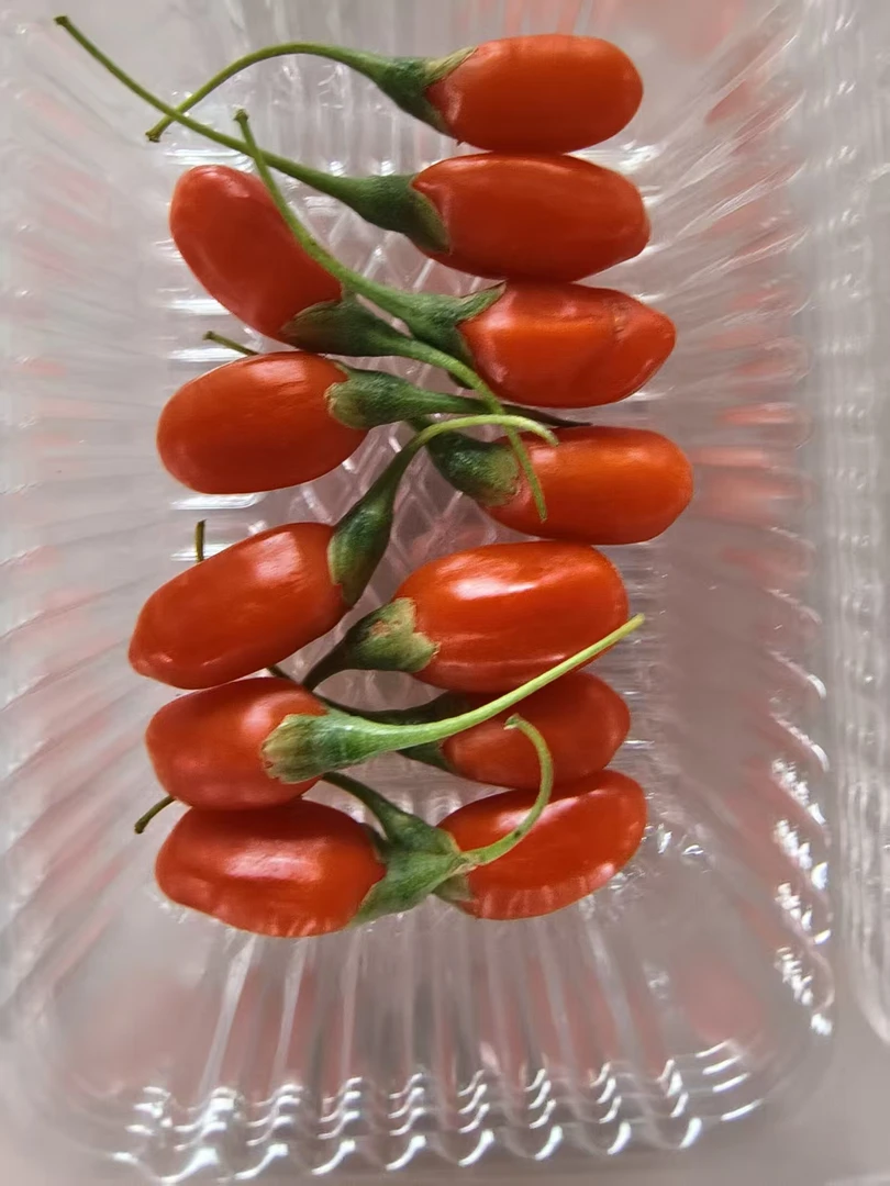 宁夏新鲜头茬枸杞产地现摘直供口感好