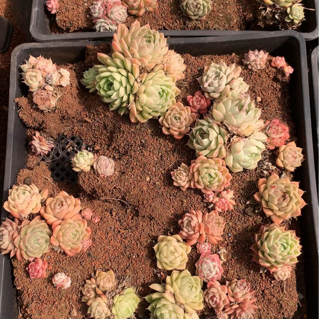 【闪购商品】云783