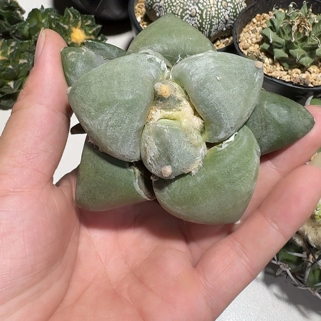 实生丸尤青瓷牡丹，