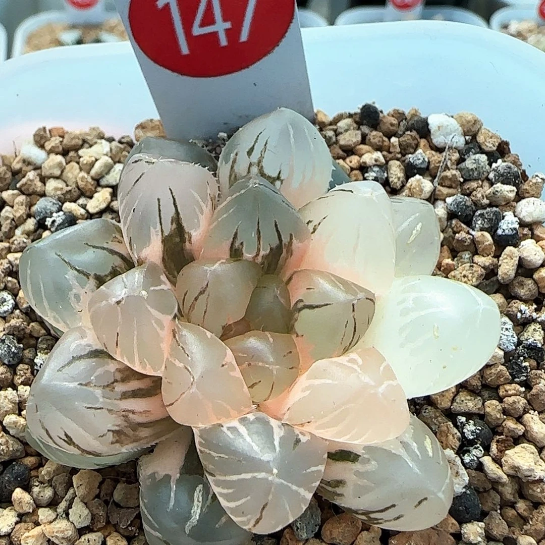 147号OM玉露锦一物一拍带盆土