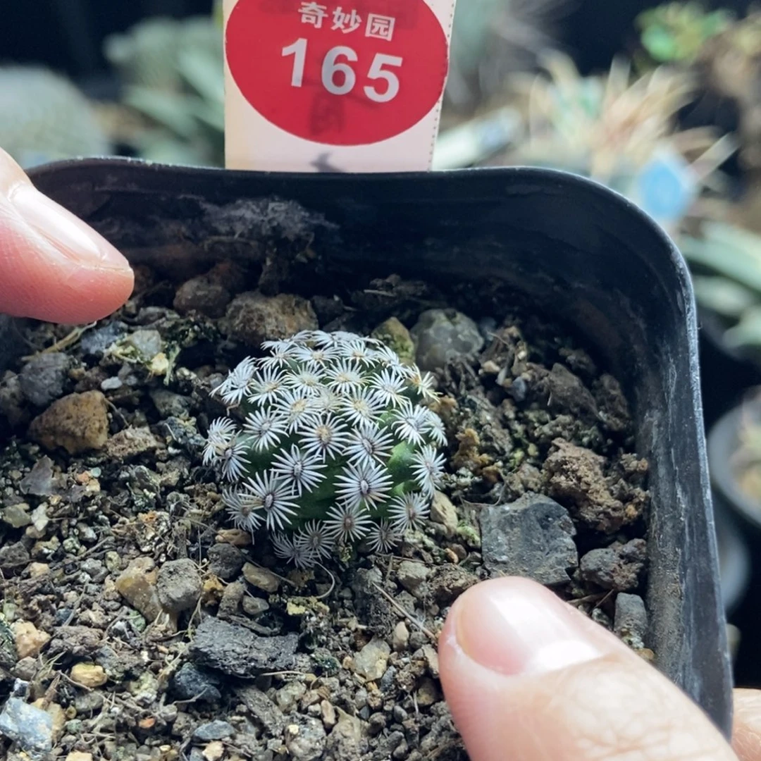 实生红花克氏丸2.2cm