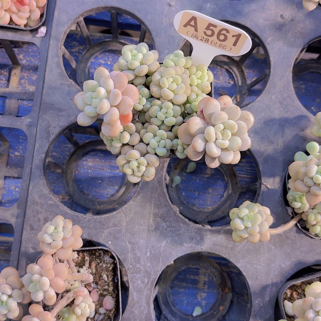 A561鱼子酱一物一拍