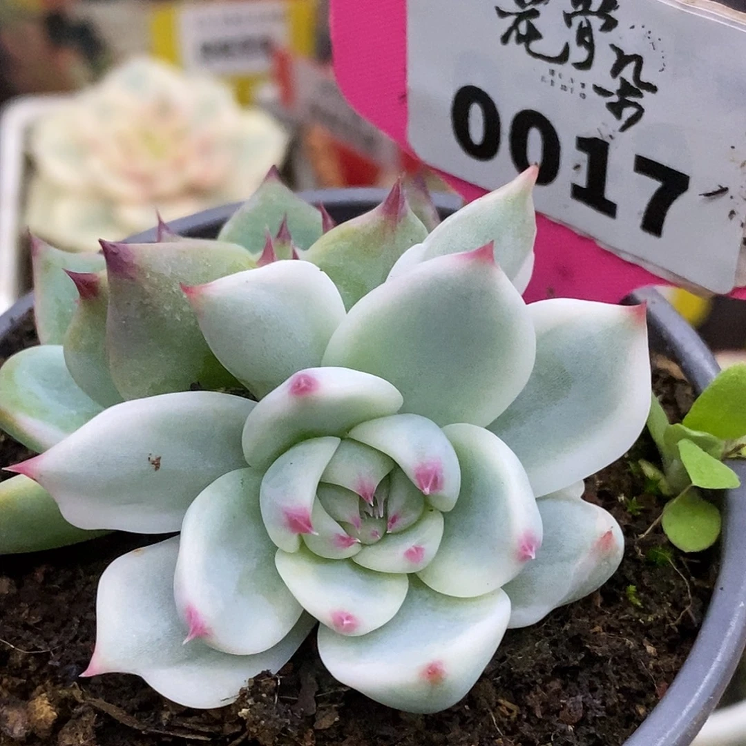 17双头娃娃哈哈哈哈哈