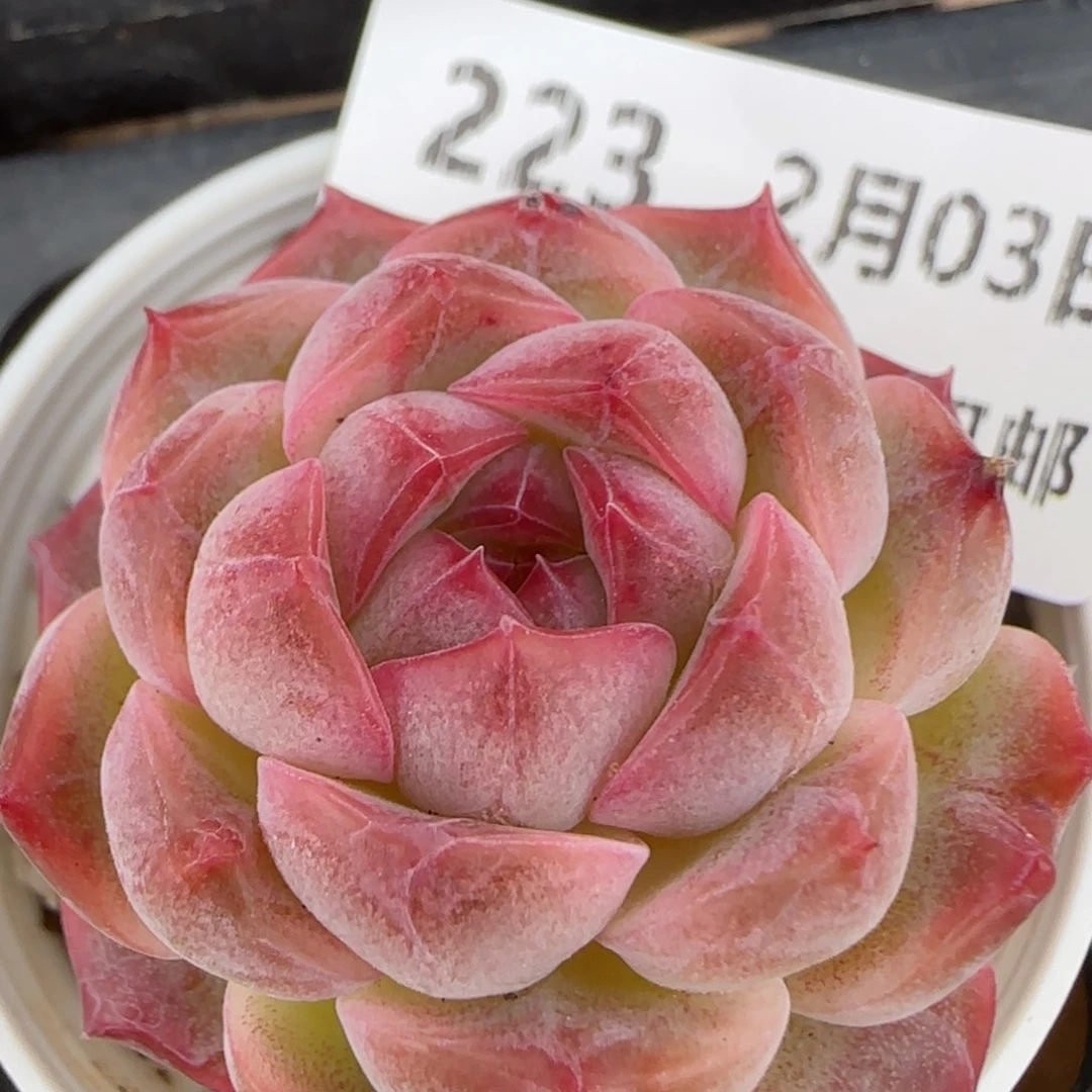 花语逸镜0203-223