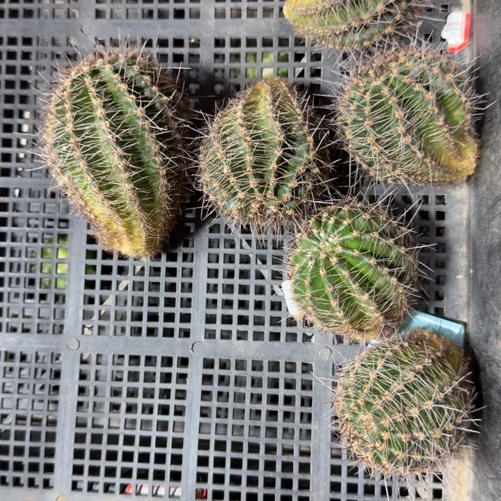 299彩草路易斯歪4公分左右无根侧牙，20包邮